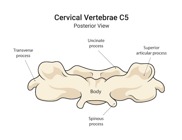 Vetor anatomia das vértebras cervicais c5 vista posterior