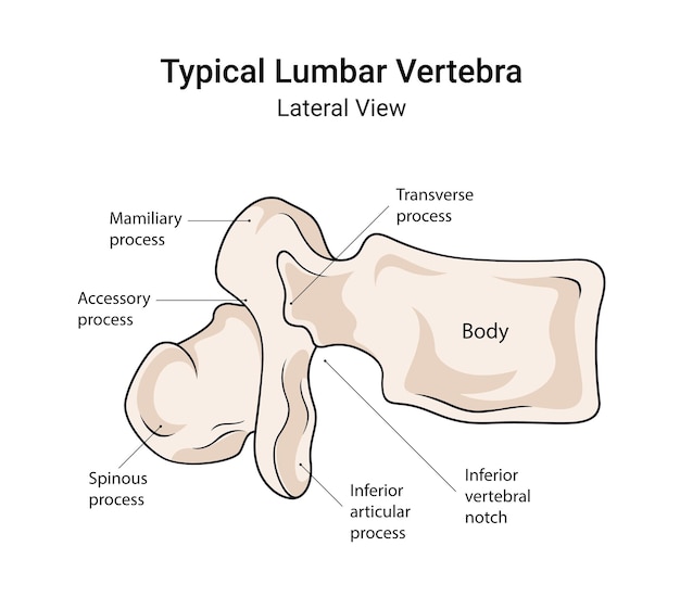 Vetor anatomia de uma vértebra lombar típica, vista lateral