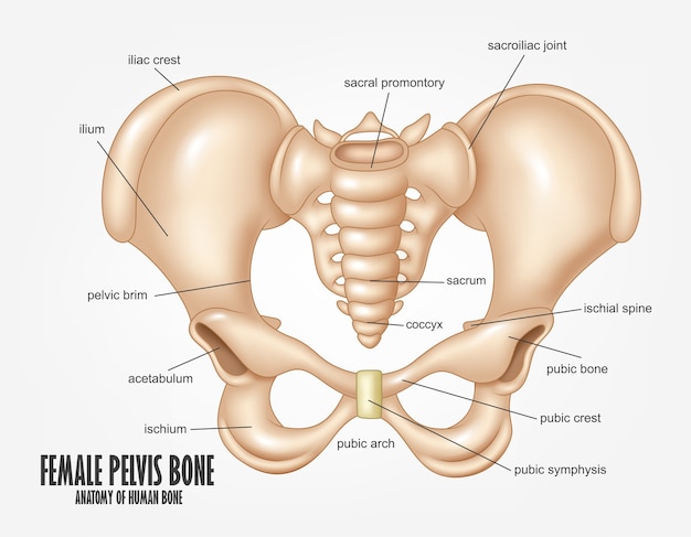 Vetor anatomia do osso da pelve feminina