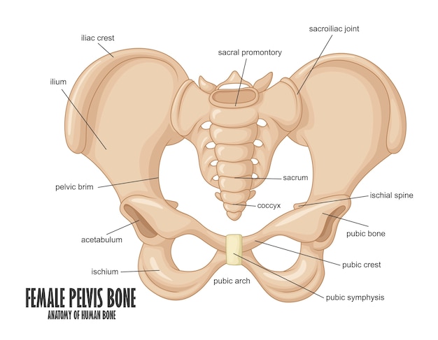 Vetor anatomia do osso da pelve feminina