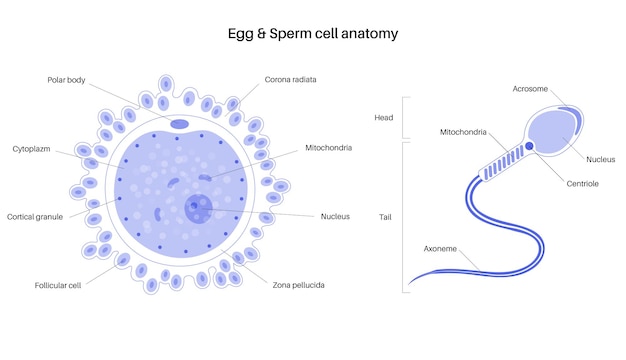 Vetor anatomia do óvulo humano. fertilização, ginecologia e pesquisa ivf.