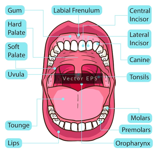 Vetor boca humana dentes partes do corpo anatomia