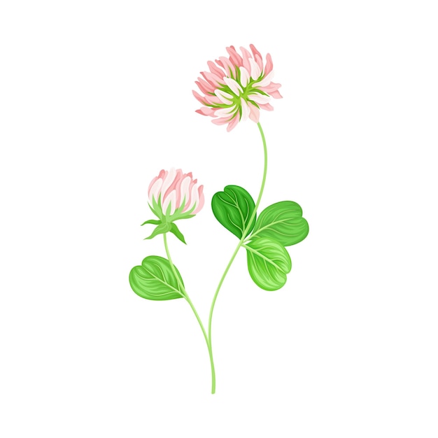 Clover ou Trefoil com denso espinho de flor roxa e folhas trifoliais Ilustração vetorial