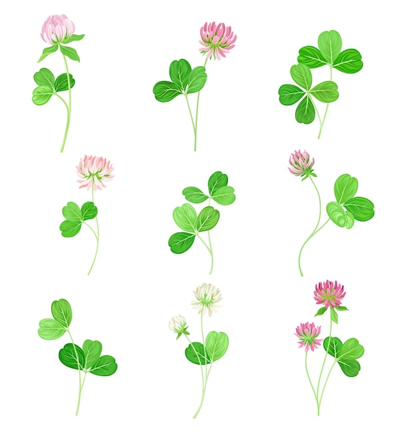 Clover ou Trefoil com denso espinho de flor roxa e folhas trifoliais Vector Set