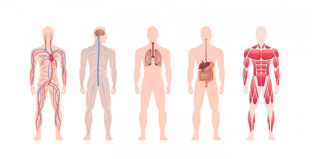 conjunto corpo humano órgãos internos sistema circulatório estrutura muscular nervosa anatomia fisiologia vista frontal comprimento total horizontal