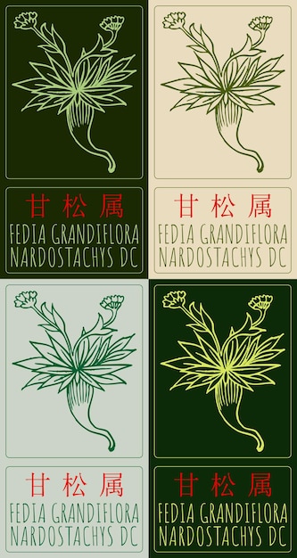 Vetor conjunto de desenho vetorial fedia grandiflora em chinês em várias cores ilustração desenhada à mão o nome latino é nardostachys dc