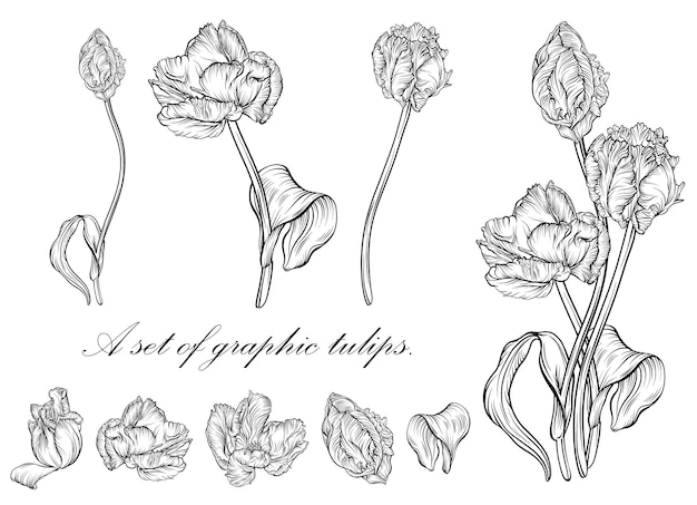 Contorno da tulipa. linha de arte flores desenhadas à mão. Vetor de tulipas. ilustração floral