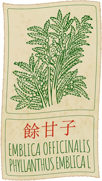 Vetor desenho vetorial emblica officinalis em chinês desenho à mão em latim é phyllanthus embleca l