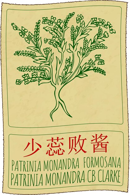 Vetor desenho vetorial patrinia monandra formosana em chinês ilustração desenhada à mão o nome latino é patrini monandra cb clarke