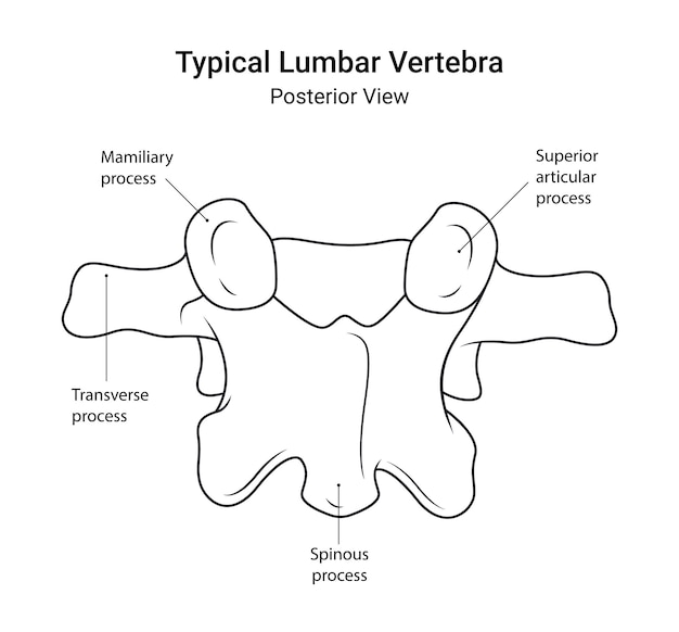 Vetor diagrama esquemático de uma vértebra lombar típica, vista posterior em estilo de linha