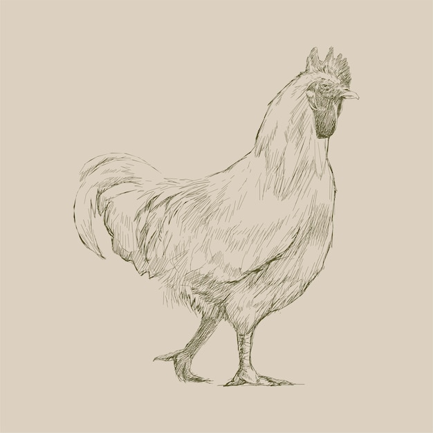 Estilo de desenho de ilustração de frango