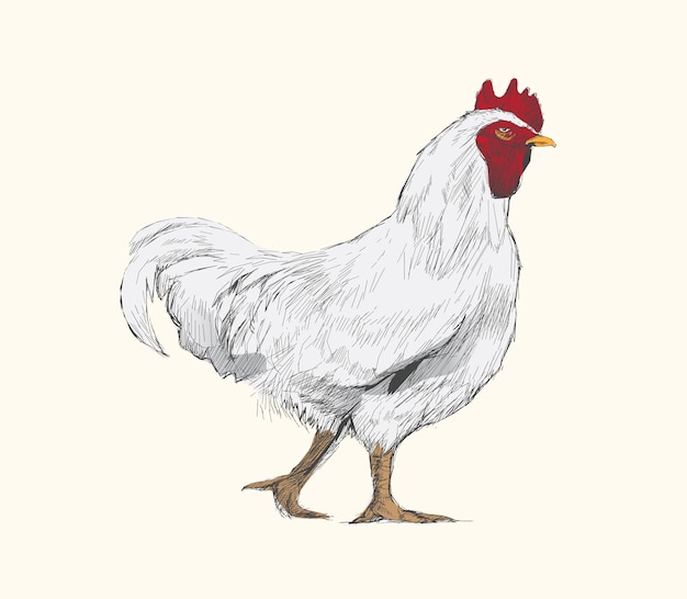 Estilo de desenho de ilustração de frango