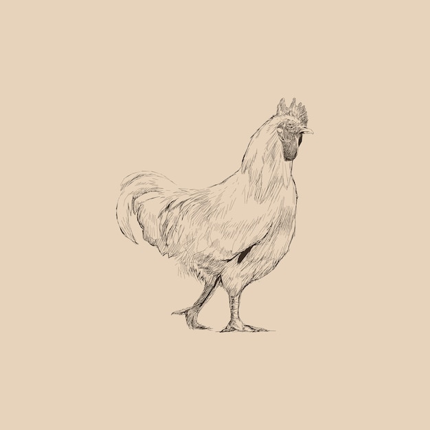 Estilo de desenho de ilustração de frango