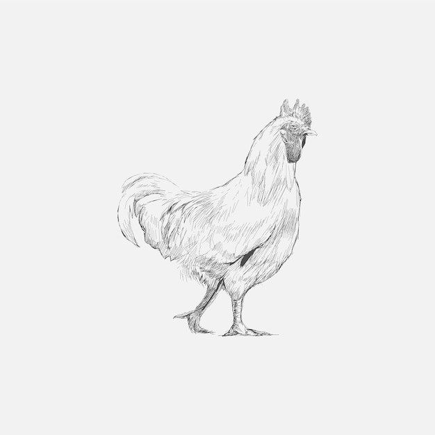 Estilo de desenho de ilustração de frango