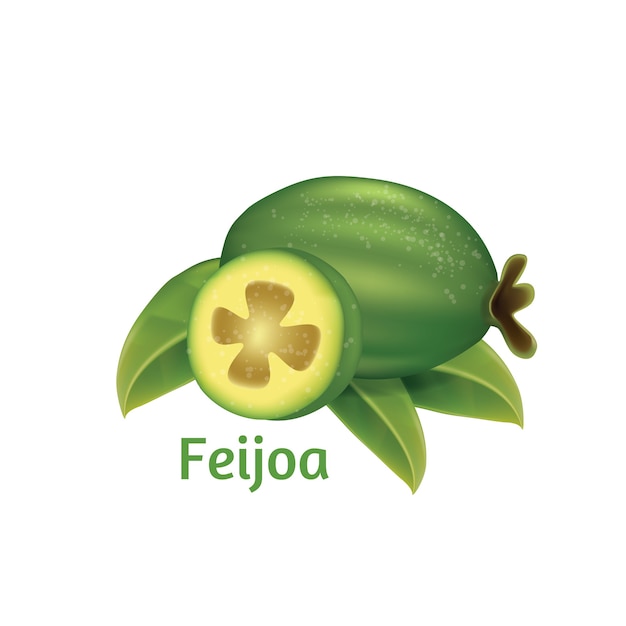 Vetor feijoa, frutas tropicais de verão.