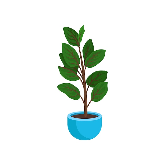 Ficus elástico ou planta de borracha em vaso de flores azul brilhante Planta de casa alta com folhas verdes largas Planta em vaso em casa Design de vetor plano