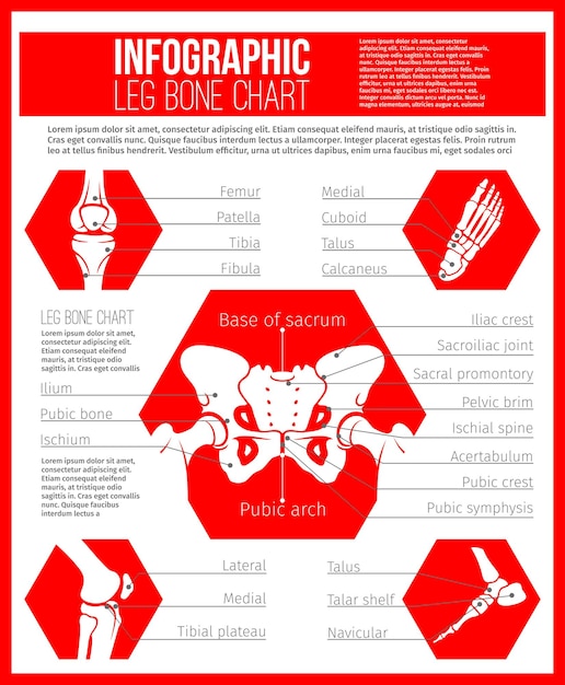 Vetor gráfico de anatomia de ossos humanos para design de medicina