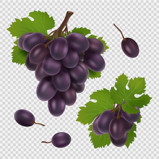 Vetor ilustração de uva preta. cacho de uvas, folhas e bagas imagem realista transparente