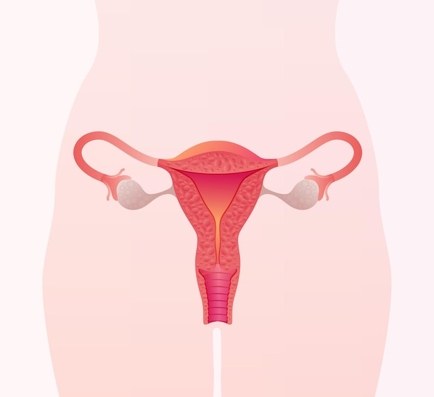 Ilustração do sistema reprodutor feminino Anatomia humana