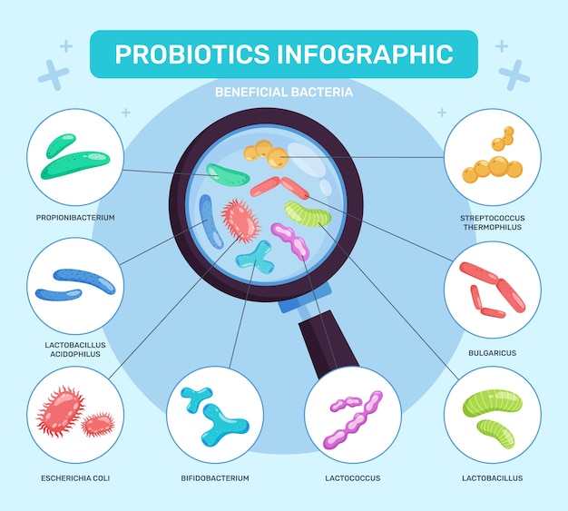 Infografias de bactérias em design plano