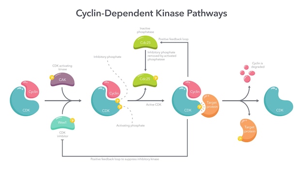 Vetor infográfico de ilustração vetorial da ciência do caminho de ativação da quinase dependente de ciclina