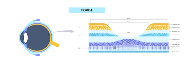 Vetor mácula fovea e foveola