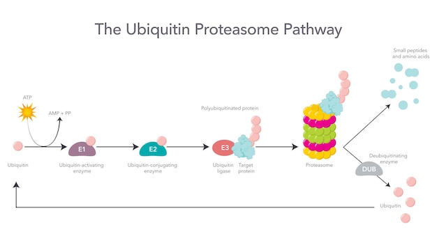 Vetor o infográfico de ilustração vetorial científica da ubiquitin proteasome pathway