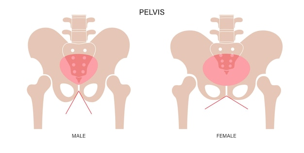 Vetor pelve muscular