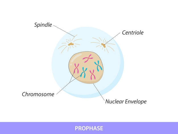 Vetor prófase o primeiro estágio da mitose