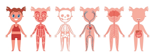 Sistema do corpo da menina anatomia humana esqueleto músculos nervos veias do coração órgãos digestivos imagem