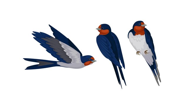 Vetor swallow ou martin como passerine bird com long pointed wings vector set