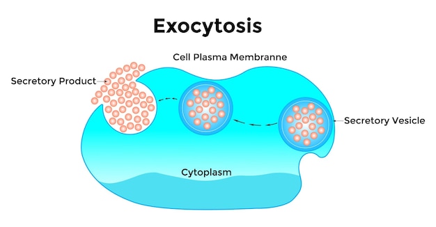 Vetor transporte de vesículas de exocitose que transportam moléculas muito grandes através da membrana celular vector illu