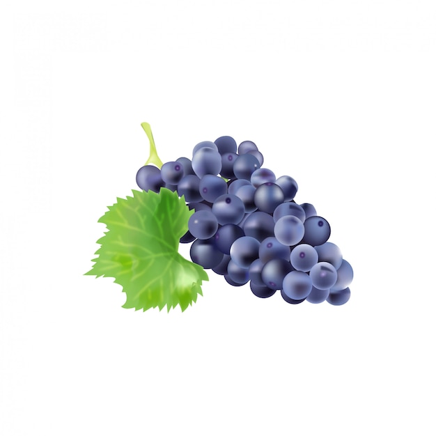 Vetor uvas