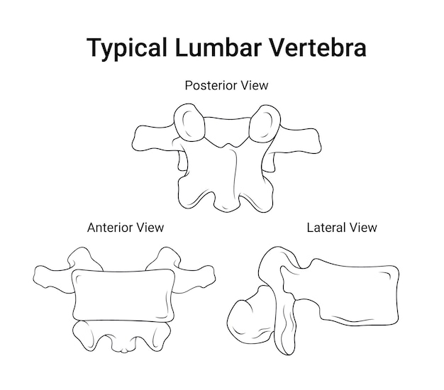 Vetor vertebra lombar típica em esboço