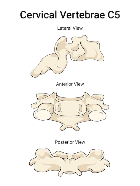 Vetor vértebras cervicais c5 uma visão geral da ciência médica