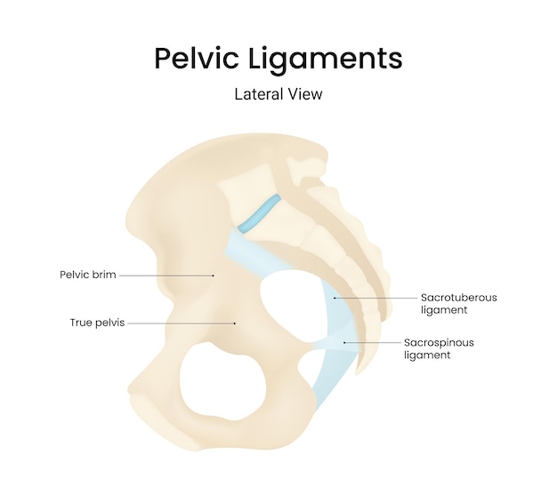 Vetor vista lateral do ligamento pélvico