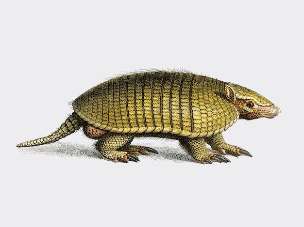 Armadillo giallo (Euphractus sexcinctus) illustrato da Charles Dessalines D Orbigny