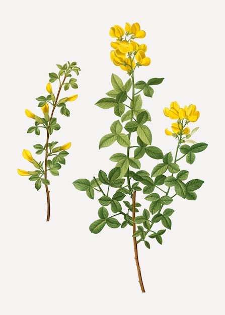 Fiori di cytisus comuni