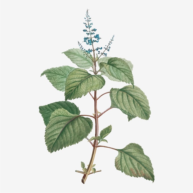 Plectranthus Fruticosus vettoriale