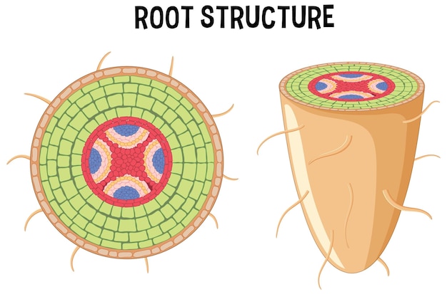 Vettore gratuito struttura interna del diagramma radice