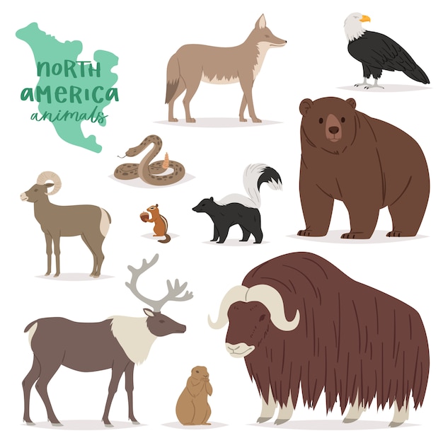 Carattere animalesco animale negli alci dei cervi dell'orso della foresta nell'insieme dell'illustrazione della fauna selvatica dell'America dello stambecco predatore americano isolato su fondo bianco