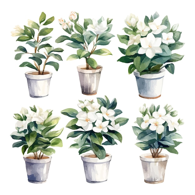 Set di clipart di alberi di fiori di Gardenia dell'acquerello in vaso di fiori su fondo bianco