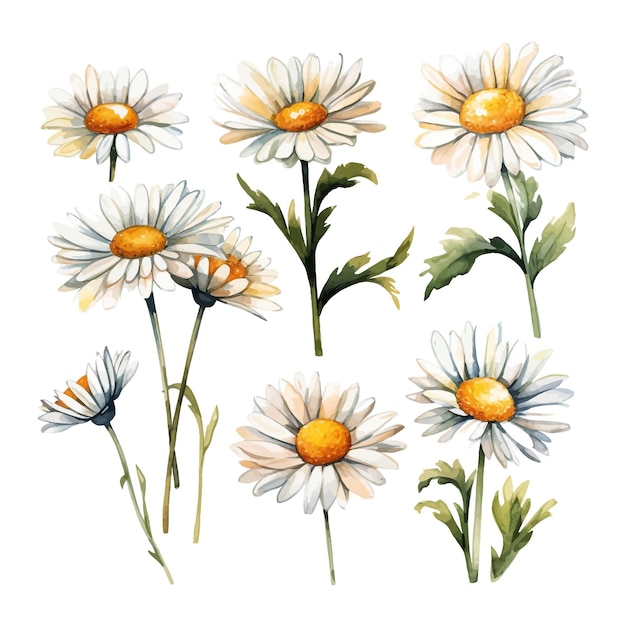 Set di clipart di fiori margherita dell'acquerello