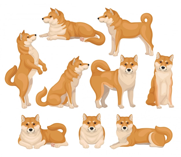 Set di Shiba Inu carino in diverse pose. Animale domestico. Cane con pelliccia rosso-beige e coda soffice. Icone dettagliate