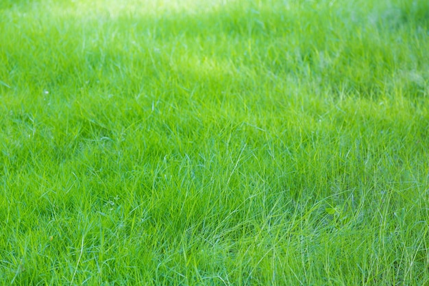 Gratis Foto achtergrond van groen en vers gras