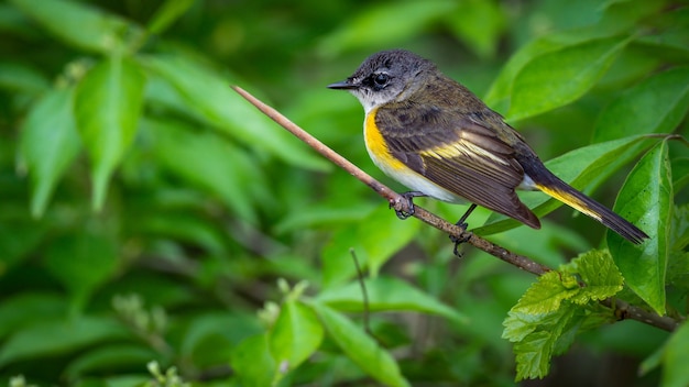 Gratis foto amerikaanse roodstaart (setophaga ruticilla)