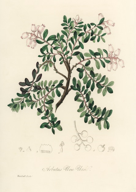 Gratis Foto bearberry (arbutus uva ursi) illustratie uit medische plantkunde (1836)