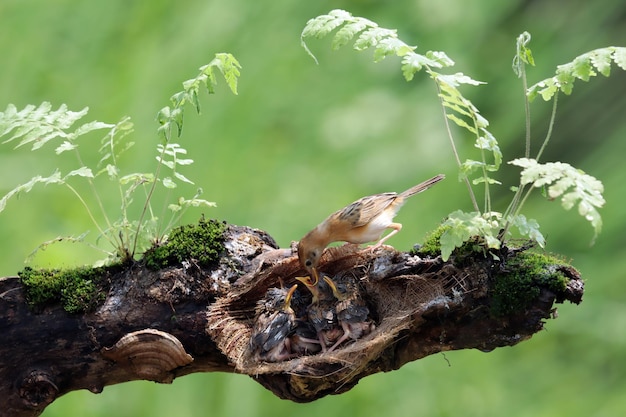 Gratis foto cisticola exilis-vogel die zijn kuikens in een kooi voedt baby cisticola exilis-vogel die op voedsel van zijn moeder wacht cisticola exilis-vogel op tak