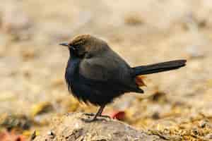 Gratis foto close-up die van een kleine zwarte vogel is ontsproten die zich op de rots bevindt