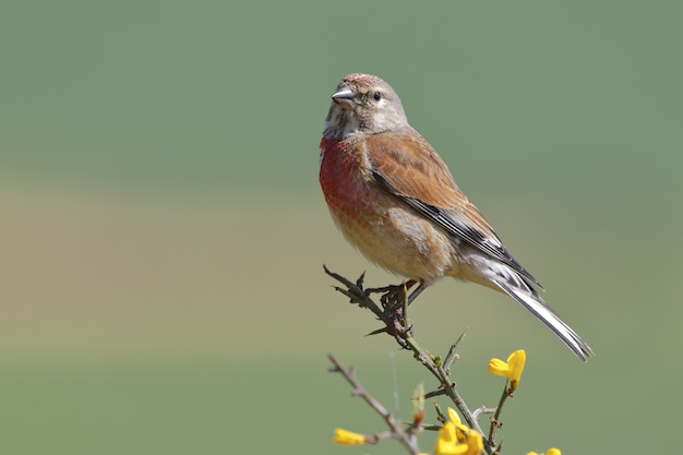 Gratis foto close-up selectieve focus shot van een mooie huismus